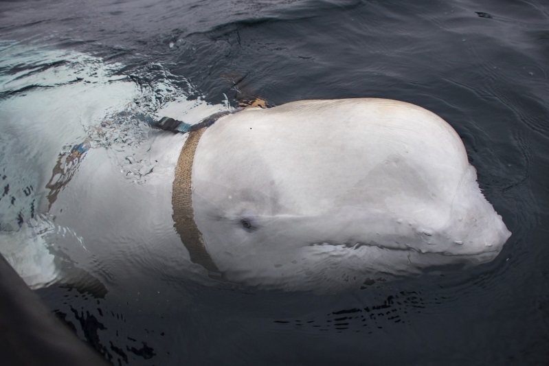 beluga-whale-with-russian-harness-raises-alarm-in-norway__939586_